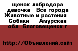 щенок лабродора девочка - Все города Животные и растения » Собаки   . Амурская обл.,Благовещенск г.